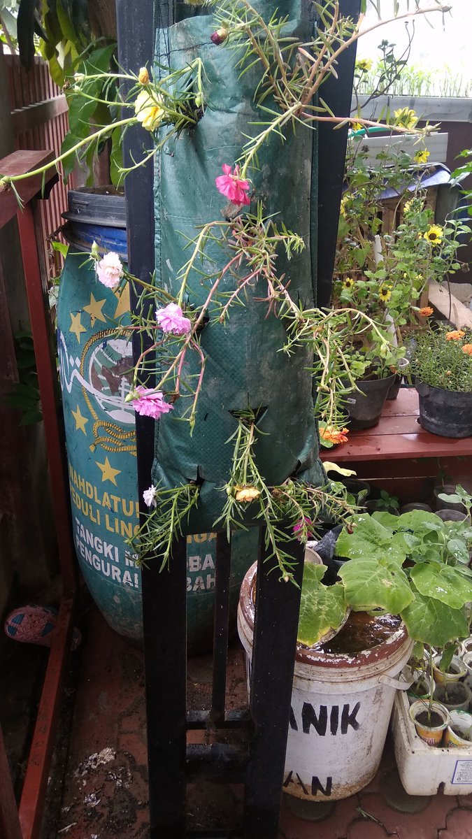 GamerIklim's tweet photo. Memulai bisnis sosial, planter bag gantung mawar tanah delapan warna, only 25 k... https://t.co/JMxmI9tXxP