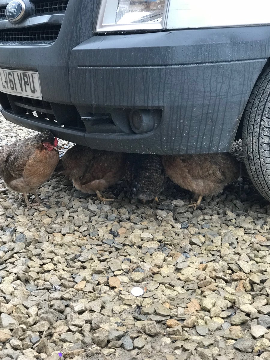 CacklebeanEggs's tweet photo. The Van is the perfect shelter from the rain ☔️🌧💧🐓🍂 #CreamLegbars #CackleBean #CackleBeanEggs #CackleberryFarm #Cotswolds #TheCotswolds #ShelteringFromTheRain #FreeRange #ALittleBitTooFreeRange https://t.co/ZH12AGasOl