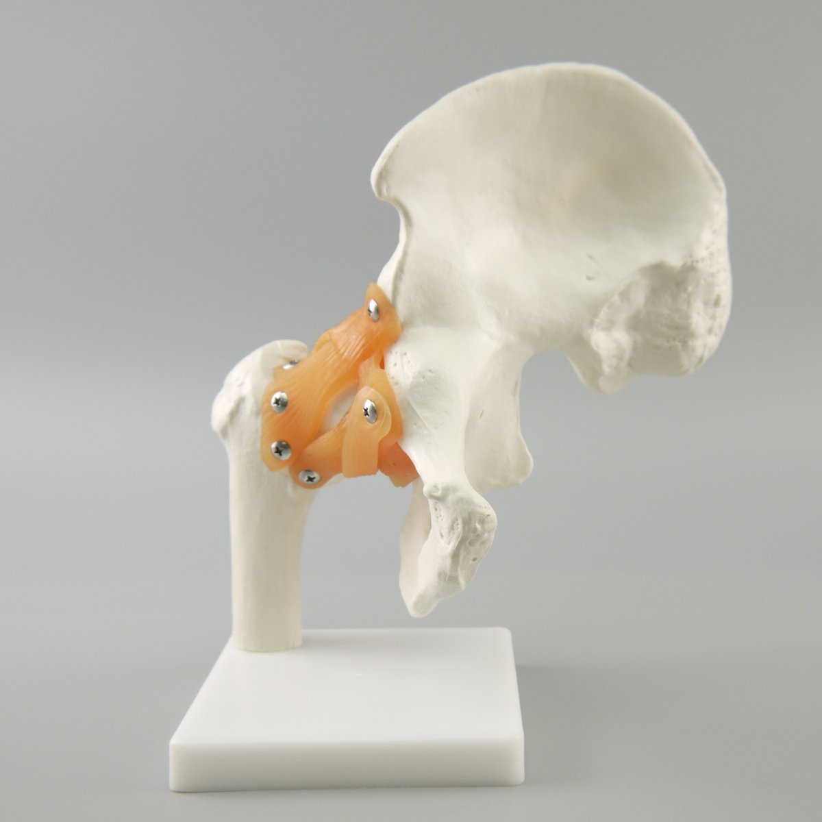 HzmimM's tweet image. Life-size Plastic Human Anatomic Foot Bone Model, Foot Joint Skeleton Model
Size: 20*14*26cm
Material: Advanced PVC
Type: Skeleton Model
#MedEd #Medicalscience #skeletonmodel #anatomicalmodel #humanjoint