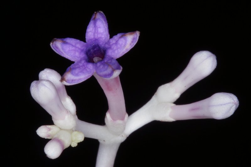 Ebony Forest Reserve tweet media