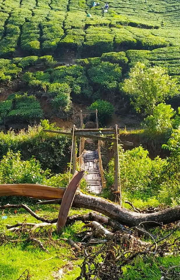 SonyGV2's tweet photo. #Munnar #Lekshmiestate   #Nallathannyestate.. https://t.co/cFlNlL0Y75