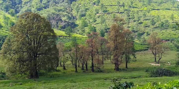 SonyGV2's tweet photo. #Munnar #Lekshmiestate   #Nallathannyestate.. https://t.co/cFlNlL0Y75