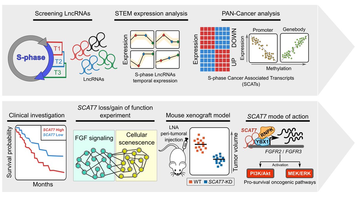lncrnalab's tweet image. Commentary: #Sphase #Cancer Associated #lncRNAs (#SCAT) #kandurilab tandfonline.com/doi/full/10.10…