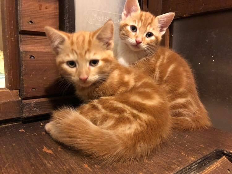 Big news! We ready for adoption but only got short time before adoption  cut of before Christmas. Home check and adoption fee applies. If you would like to be considered to adopt one of these please fill in enquiry form here
wearvalley.cats.org.uk/wearvalley/ado…