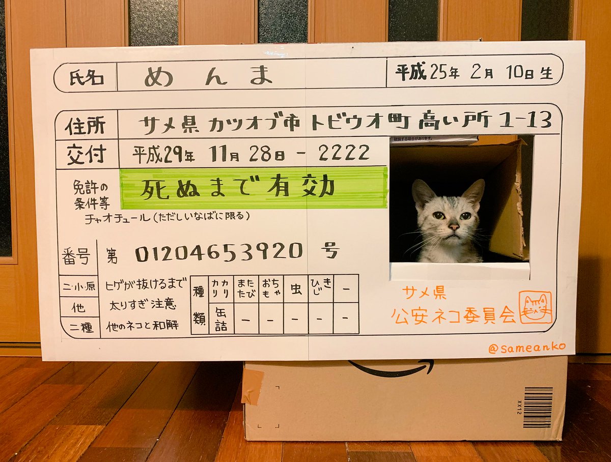 猫がいつもダンボールから顔出してるので免許証にしてやりました 若い人 かわいい 素敵 おっさん おばさん なめ猫 なめ猫 Togetter