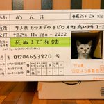これはリアルなめ猫wダンボールから顔を出してるので免許証にしちゃった!