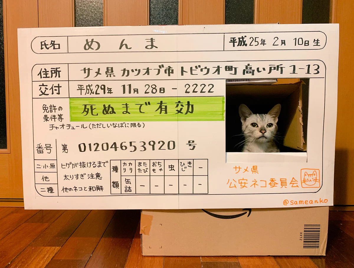 これはリアルなめ猫wwダンボールから顔を出してるので免許証にしちゃった！