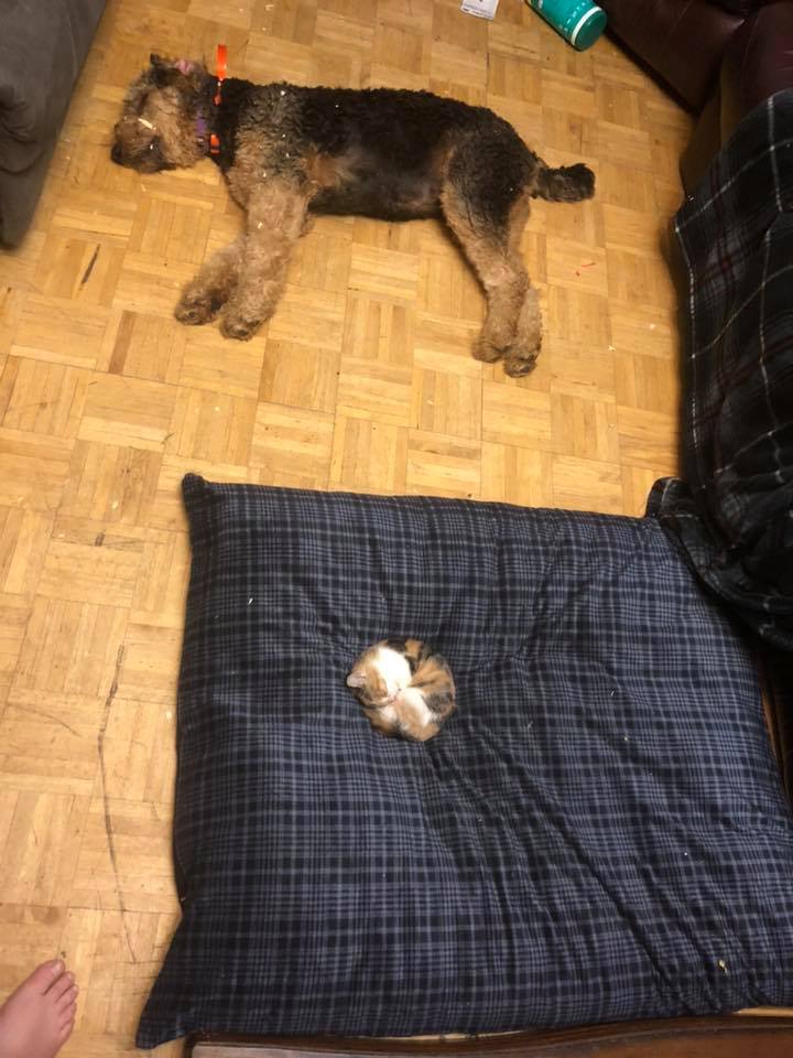 CatsOnCatnip's tweet image. &apos;So we bought our dog a new bed, I’m glad the kitten likes it 😂&apos;