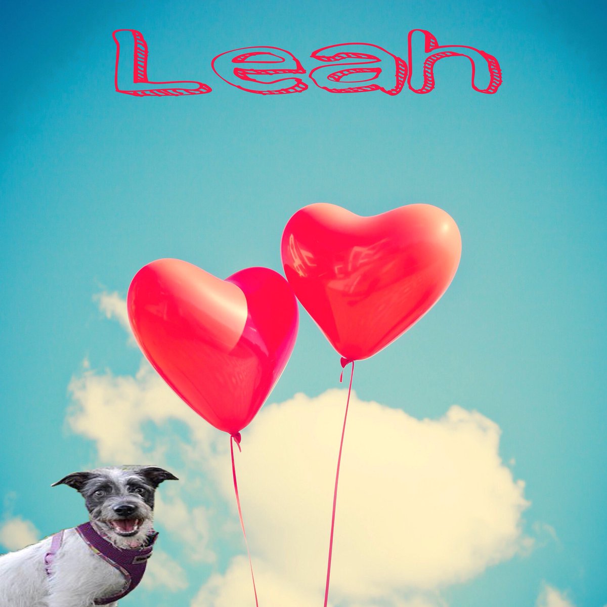 Leah is our #wcw pup 😍🐾
She is just a puppy at under a year old and still looking for her perfect family 🤗 contact us if you’d like more info on Leah 🐶🐾
Tag us in your pup’s #wcw pictures and perhaps we’ll feature them! Can’t wait to see all the pictures! 💜
#adoptdontshop