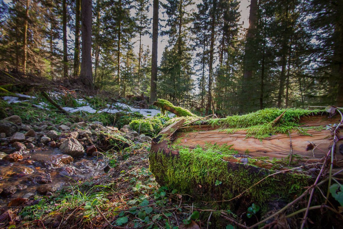 dianedeguerny's tweet photo. Un petit tour dans les forêts moussues ? 
.
#forest #photography #landscape #nature  #france https://t.co/by743etx6z