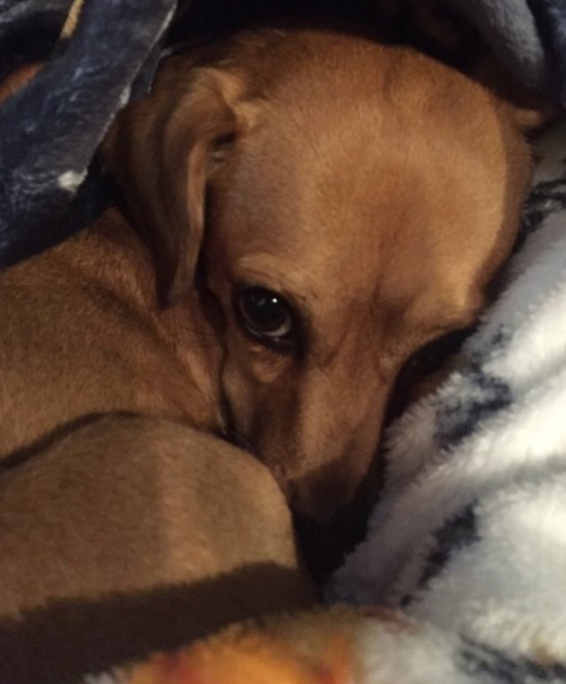 DROH_Houston's tweet photo. If you missed #GivingTuesday, there's still a chance to help DRoH help Dachshunds. Paypal Giving Fund will continue to contribute an extra 1% of your donation with no fees until midnight 12/31/18. DRoH is grateful for any amount. 
Just go to: https://t.co/pINsMB8P7F https://t.co/SvAGxXkXmu