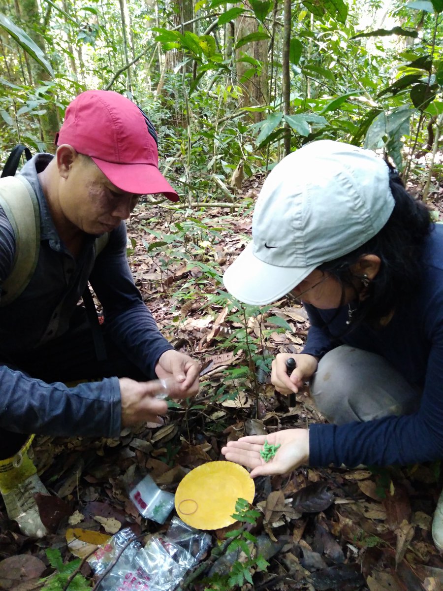 UNDPproject's tweet image. Fieldwork is complete! #dungbeetle &amp;amp; #ecosystemfunctioning sampling is complete across our land use gradient in Sabah! Massive kudos to @UMS_EcoCampus student @Liyuen93 and her research assistants on 3 years of hard work! Now for some analysis!