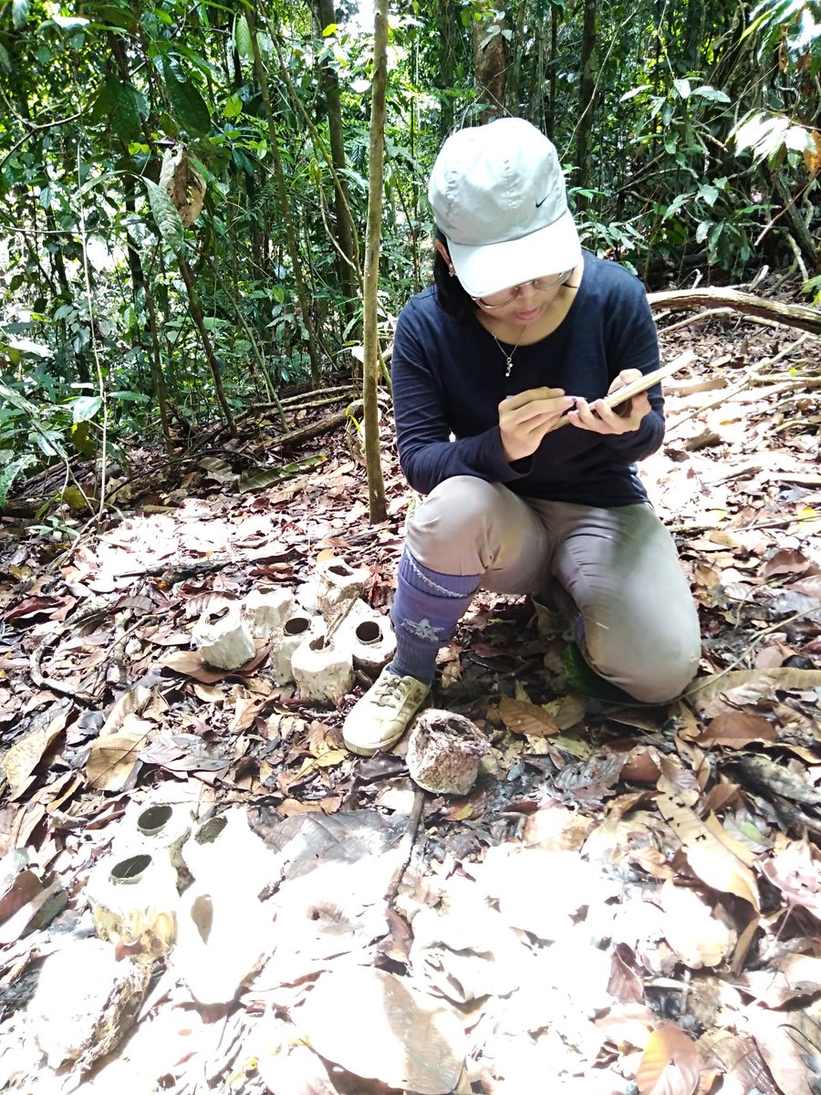 UNDPproject's tweet image. Fieldwork is complete! #dungbeetle &amp;amp; #ecosystemfunctioning sampling is complete across our land use gradient in Sabah! Massive kudos to @UMS_EcoCampus student @Liyuen93 and her research assistants on 3 years of hard work! Now for some analysis!