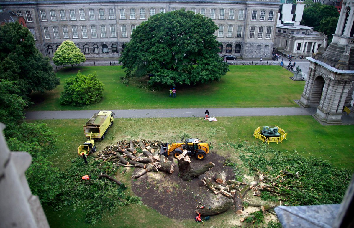 pjprendergast's tweet photo. Did you know that not all #TrinityTrees are outside? Our indoor arboretum is home to tropical plants, including a 30 ft tall banana tree. Read about our 460 trees on campus in #ProvostsReview
https://t.co/vVyzAYTWzg https://t.co/mOU4jRCEeG