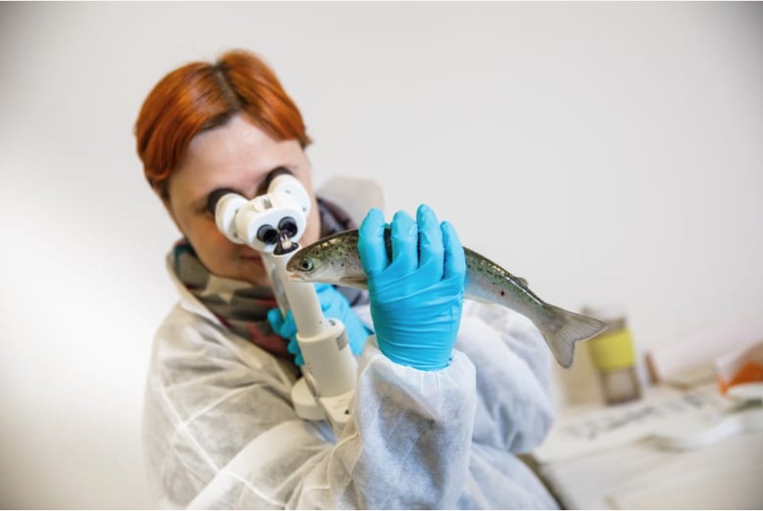 A free 351-page document, ”Welfare Indicators for farmed Atlantic salmon – tools for assessing fish welfare” has been published in English for the first time: thefishsite.com/articles/welfa… #aquaculture #ebooks #AnimalWelfare