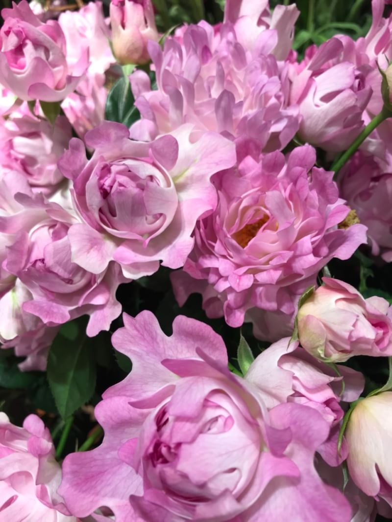 青山フラワーマーケット 今日ご紹介するのは シーアネモネ 花びらが波のようにひらひらしたバラなんですよ 店頭で見かけたらチェックしてみてくださいね エキモ天王寺店lineより T Co F9i6rwq0rb