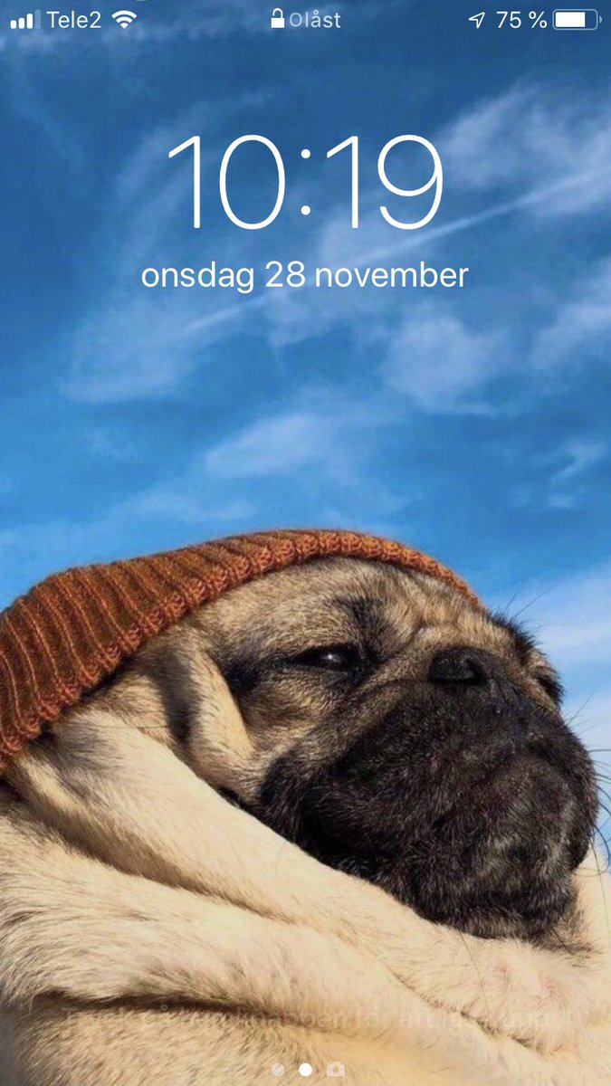 Har hittat mitt spirit animal
