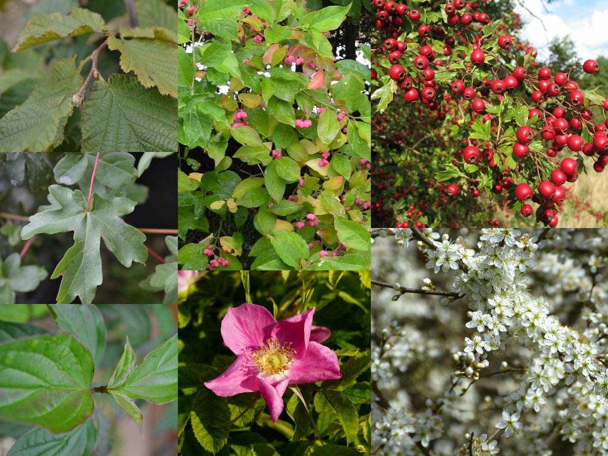 PerrieHale's tweet photo. Looking to plant a new hedge? Our conservation pack will form a robust hedge &amp; has the added benefit of species with flowers &amp; berries which are great for the wildlife. https://t.co/0tUKuRrKxx https://t.co/L545rdCZy0