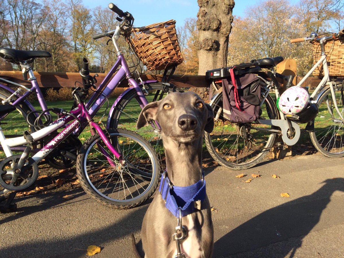 DrivingBennetts's tweet photo. Office dog Pip checking out the competition... definitely not as fast as me!!! https://t.co/QYM7h3cQmB
