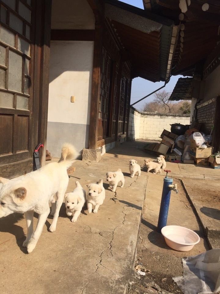 너무너무 귀여운 갱얼지들 사진을 주웠다