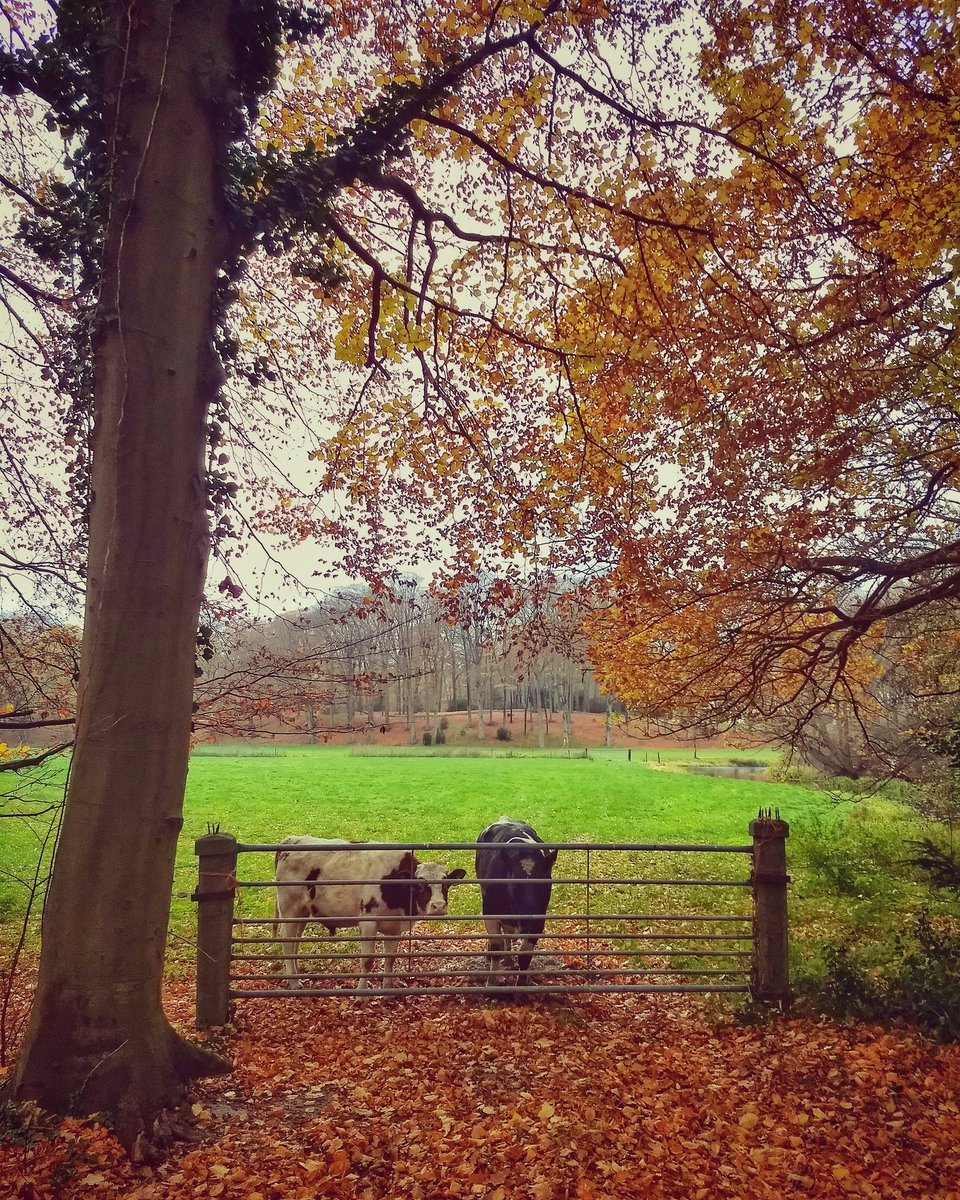 LarisaFoto's tweet photo. In search of greener pastures. #photography #500pxrtg #dailyphoto #animals #animal #animallovers #cows #pastures #cattle #nature #naturephotography #naturelovers #nature_brilliance #naturelover #autumn #fall #tree #tree_magic #tree_capture #autumnleaves #autumncolors #fallweather https://t.co/gJhYrMIvhz