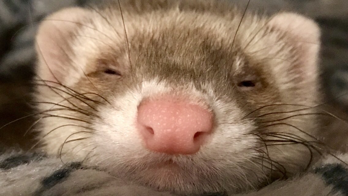 little ferret