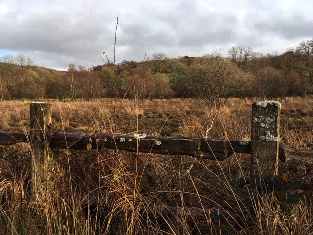 Welsh Raised Bogs tweet media