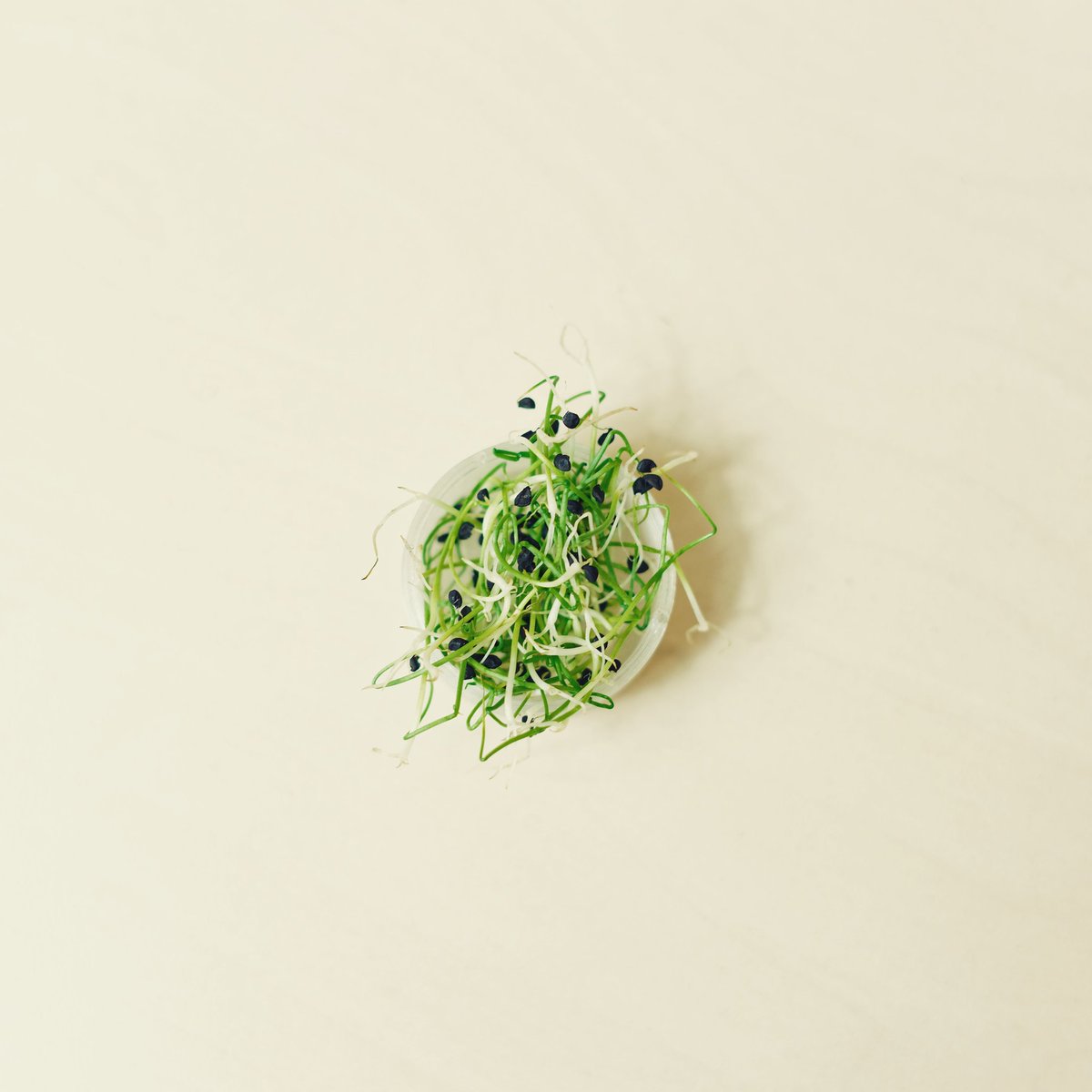 Vegzfr's tweet photo. Les micro-pousses de poireau possèdent un goût assez relèvé, ce qui permet d'apporter un peu de piquant à un plat. Leur aspect original ajoute une touche décorative dans les assiettes. 🌱🍽
#food #foodTech #potager #potagerurbain #restaurant #restaurantpais #paris #chef #vegetal https://t.co/lBjIhOTCyS