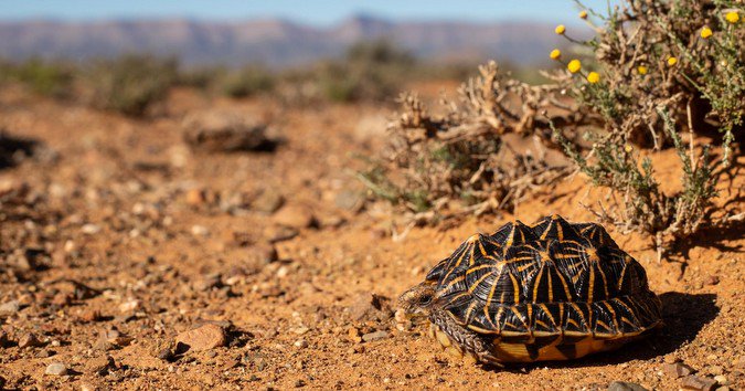 africageo's tweet photo. While driving on the roads in South Africa, you may come across tortoises trying to cross the road. There are a number of reasons why they do this, but more importantly is knowing what to do if they are risk of being run over: https://t.co/el3NPeIPlT
📸: Tyrone Ping https://t.co/379opVKSmi