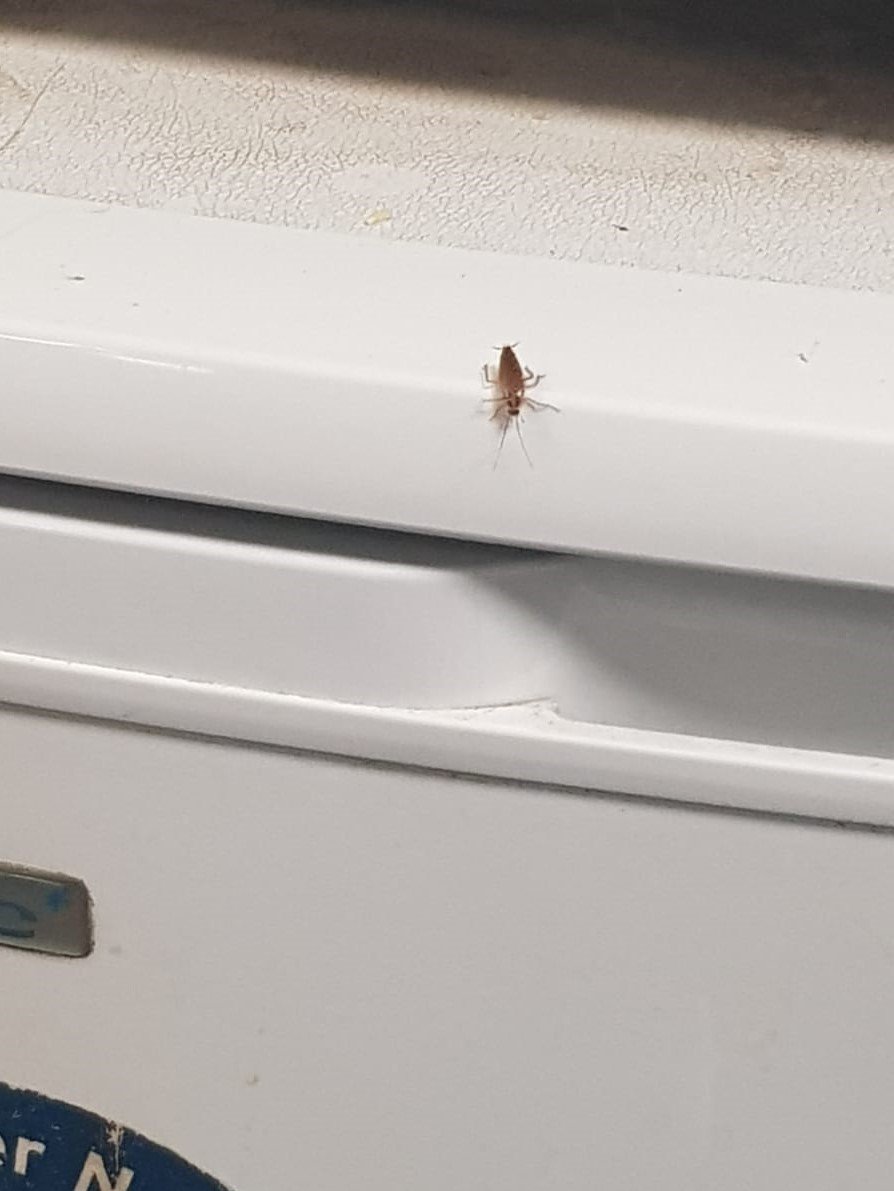 <a href="/HeathrowAirport/">Heathrow Airport</a> Ambassadors and Assistants for Passengers with Reduced Mobility employed by @OmniServLtd are made to eat and rest in a canteen infested with cockroaches and bedbugs! 

Shame on Omni Serv and Heathrow! Treat your workers with respect and as #peoplenotpigs