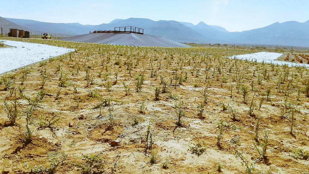 Massive plantation of thousands of spekboom cuttings that will form then green part of the Mother Flag. Already making a solid impact! #greening #grow☘️☘️☘️☘️☘️☘️☘️☘️☘️☘️☘️☘️☘️☘️☘️☘️☘️☘️☘️☘️☘️☘️☘️☘️☘️☘️☘️☘️☘️☘️☘️☘️☘️