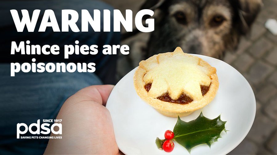 will one mince pie harm a dog