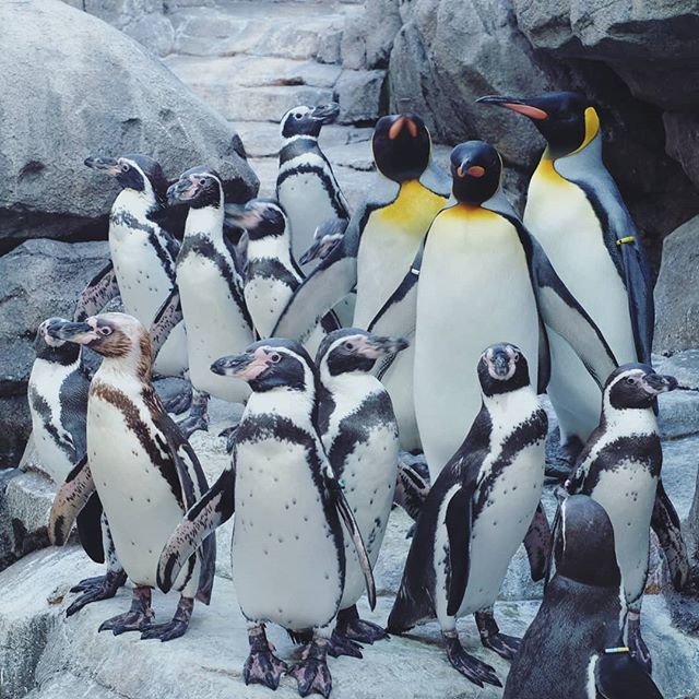 ぽんこ ゴハン待ちでざわざわしてるペンギンさんたち ペンギン 仙台うみの杜水族館 オウサマペンギン フンボルトペンギン マゼランペンギン ケープペンギン Penguin Aquarium Birds T Co Dcyd4vrfmc T Co P0ejtl4ilx