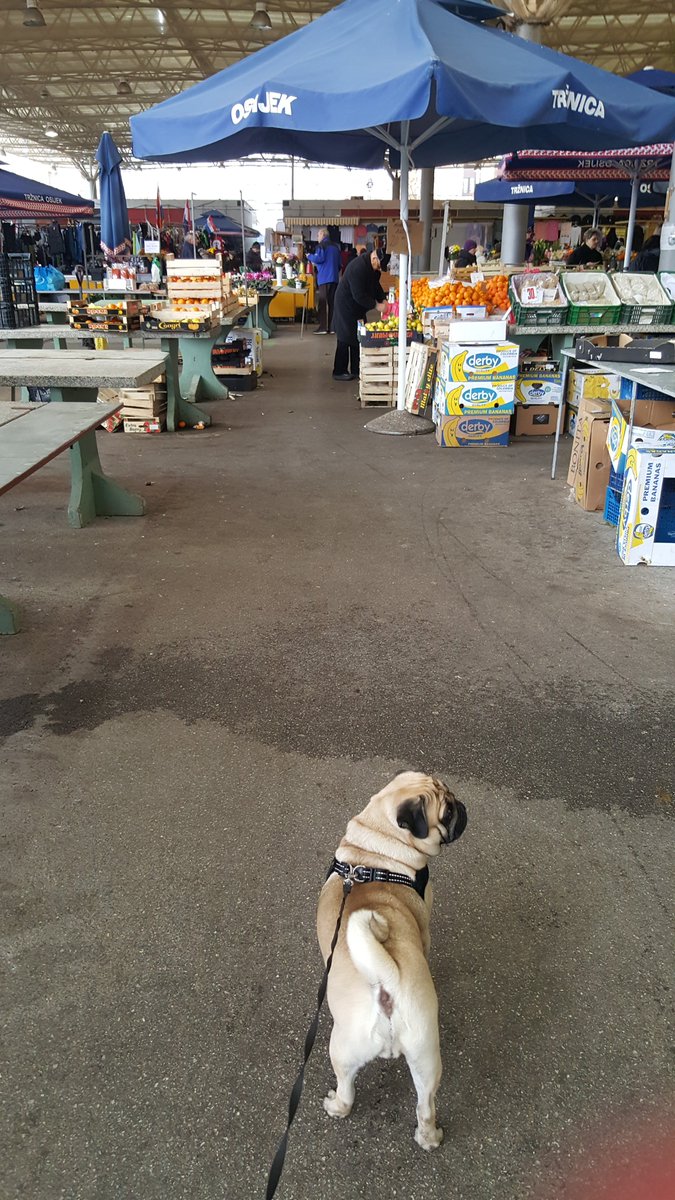 Kad već šetamo, mogli bi Nicki the Pug i ja malo do tržnice... #worstideaever