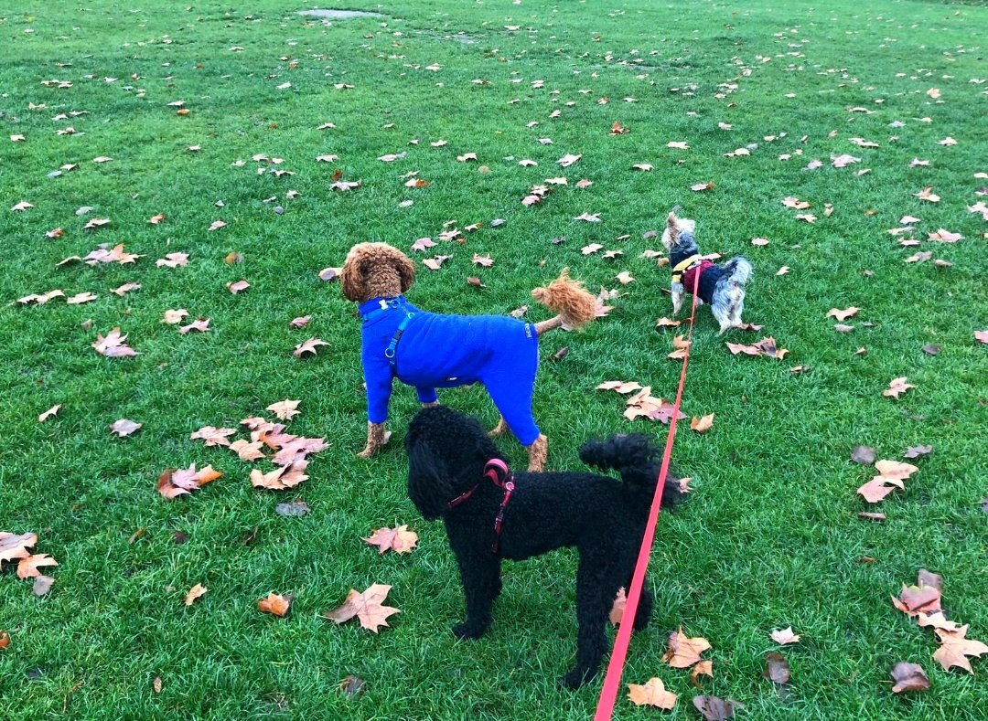 Squad goals! A morning walk with your new besties <a href="/HampsteadHP/">Hampstead Health </a> <a href="/Hampstead_Life/">Hampstead Life</a> 👍🏻🐕

 #albumcover #squadgoals #bestfriends #london #dogwalker