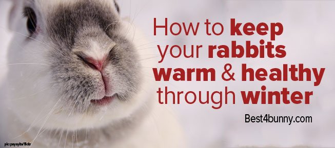 Best4bunny's tweet photo. Easy to follow tips on keeping bunnies warm in winter. Read them here... https://t.co/Uc5No9FeH5 https://t.co/AH1Te0TGEE