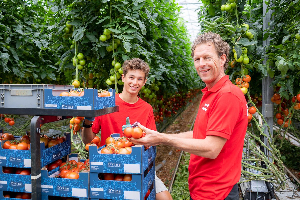 promtomatoes's tweet image. Kwekerij De Bakker Westland, lid van Prominent, zoekt een nieuwe #Teamleider #Kwekerij. Stuur jij graag mensen aan en word jij blij van processen die helemaal op rolletjes lopen? Dan is deze baan echt iets voor jou! bit.ly/2KEoT1d