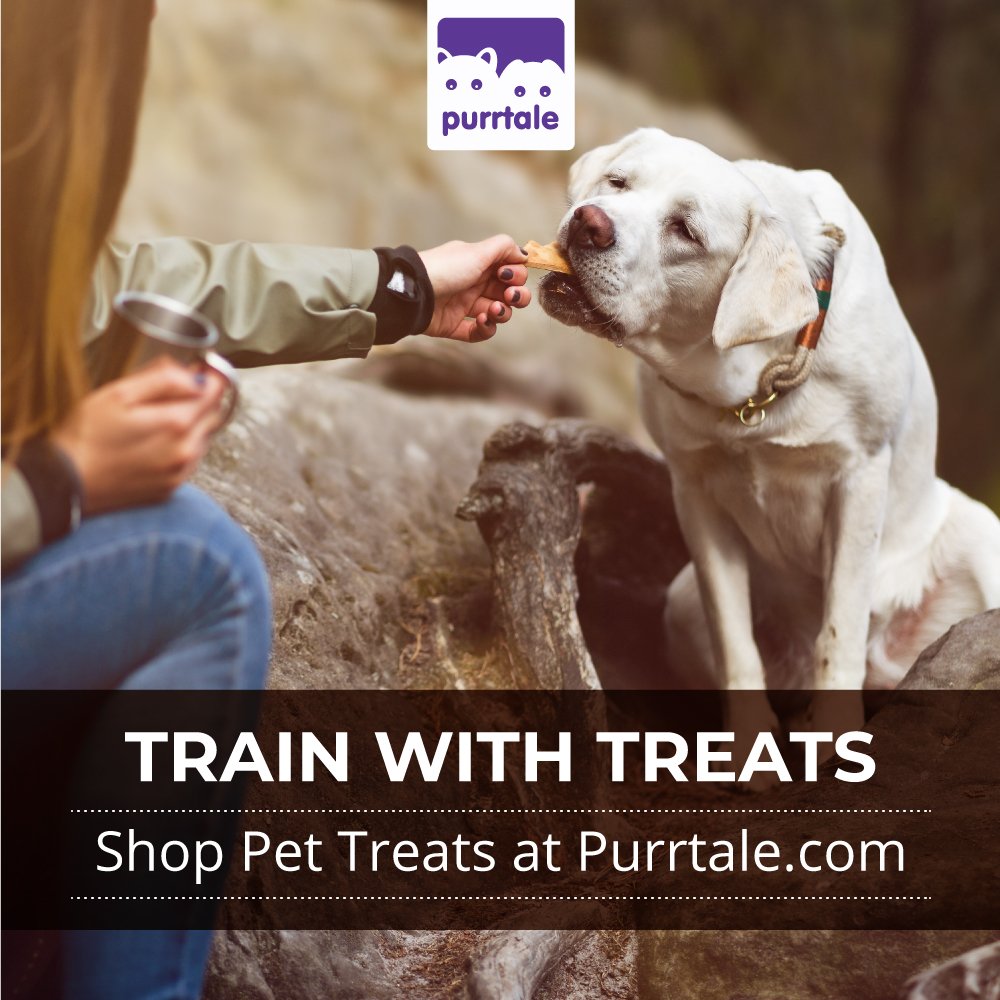 purrtale's tweet photo. Treats are a powerful motivator for dogs and highly effective in obedience training 🐶🍗
Shop Dog Treats by Top Brands for Less at Purrtale.
Buy here - https://t.co/L4RZmYA1bQ
#dogsoftwitter #doglovers #dogtraining #dogtreats #petshop #petfood #dogfood https://t.co/3f63maW4LJ