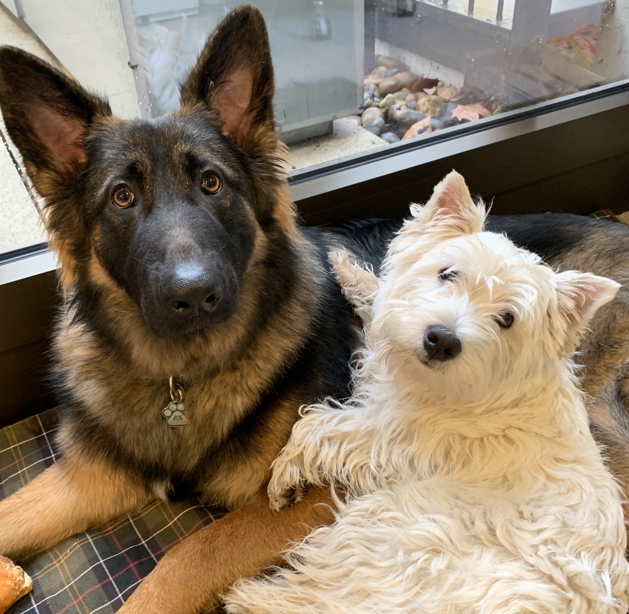 Terrier sales german shepherd
