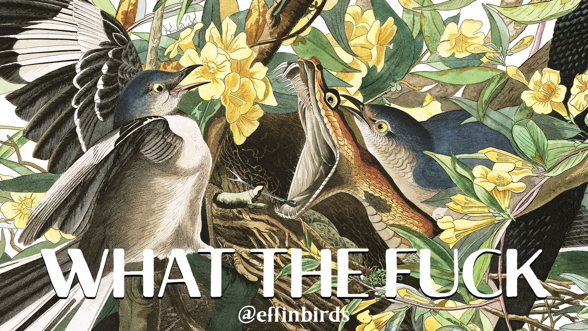 EffinBirds's tweet photo. https://t.co/j97bThWnE2