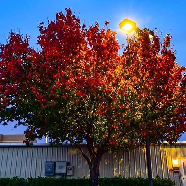 tonytewitty's tweet photo. #gf_daily #tagblender #nature #tree #instanature #ilovetrees #instadaily #wood #treesrock #treescollection #living #cloud #fantastic #amazing #natureza#beautiful #gorgeous #branch #woods #forest #trees #ic_trees #life #scenery #treeporn #specialbranch #… https://t.co/C0DMkMSigM https://t.co/nQCObzC84B