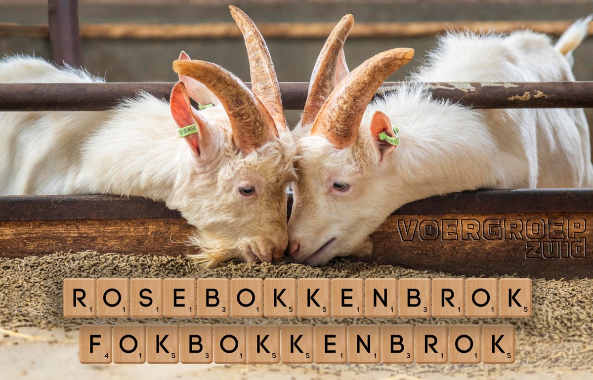 Bokken gedijen niet altijd optimaal op geitenbrokken. Meer weten? Kom langs op onze stand tijdens de RMV in Gorinchem. We zijn te vinden op stand 107.