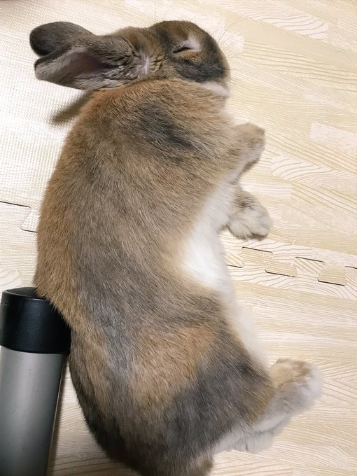 寝うさとうさけつです 