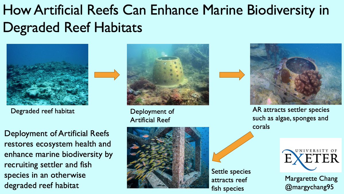margychang95's tweet photo. Are #ArtificialReefs the answer to degraded coral reef habitats? Singapore @nparksbuzz has shown success with its artificial reefs and has deployed its largest ARs to conserve and enhance these precious marine habitats! #ExeterMarine #BIOM4013 #conservation #marinebiodiversity https://t.co/7O4T2biBiA
