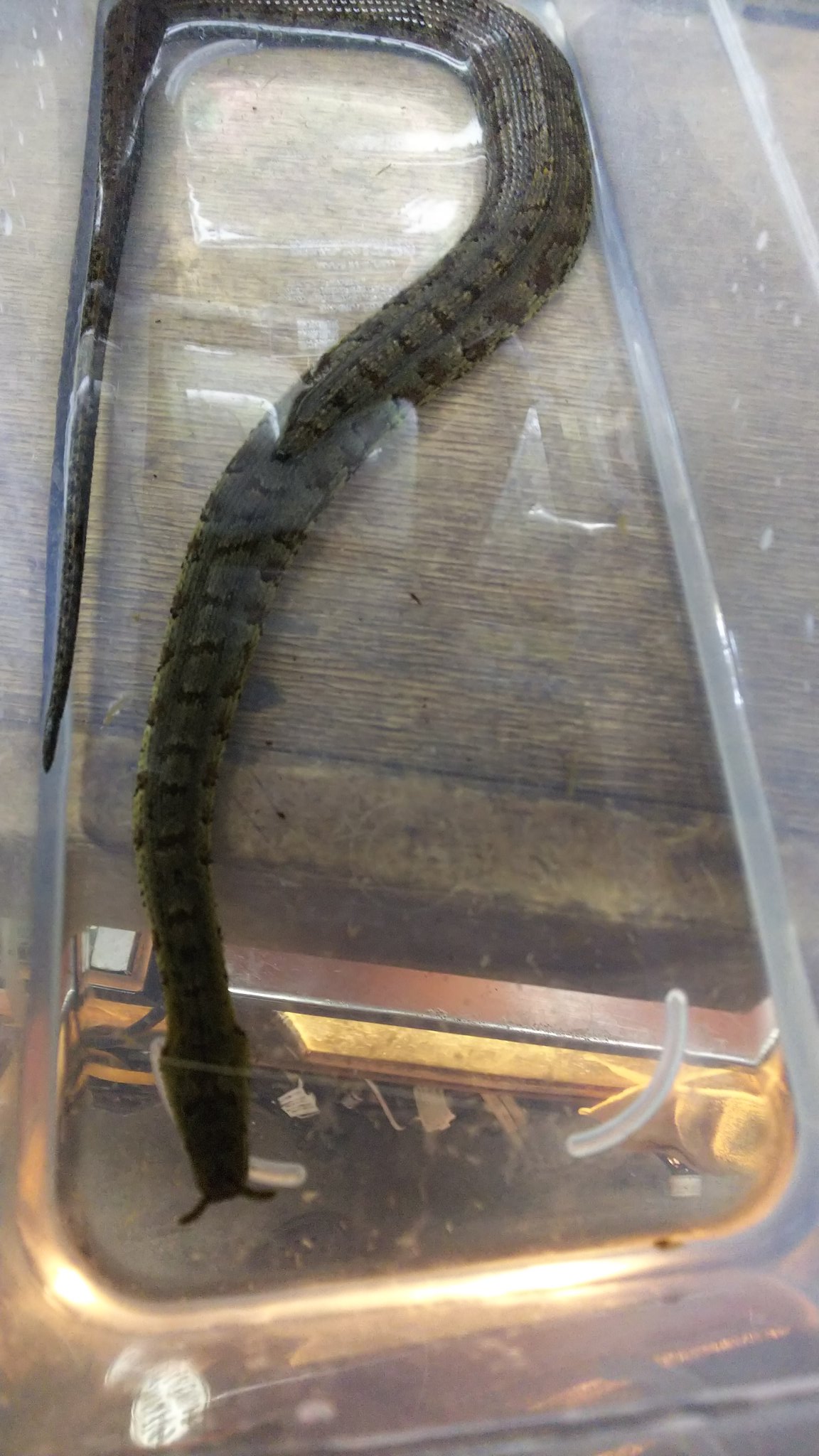 爬虫類 両生類専門店レプティリカス Di Twitter ヒゲミズヘビ Erpeton Tentaculatum マレーシア産 世界珍蛇 奇蛇 ランキングがあれば上位に入るであろう奇ッ怪珍蛇 鼻先に一対の突起を持ちます これにより餌の魚が泳ぐ水流等を感知するのではといわれています