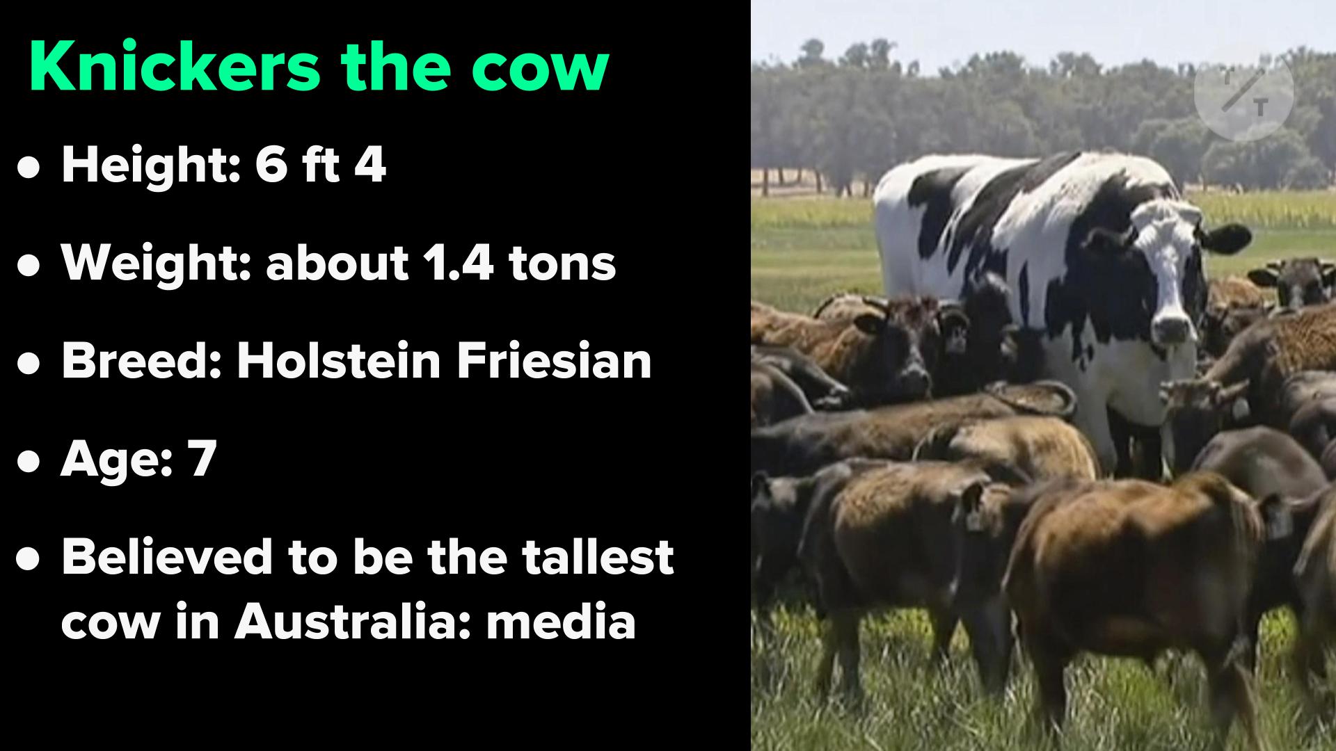 Giant steer 'Knickers' the cow that has left the world shocked Daily