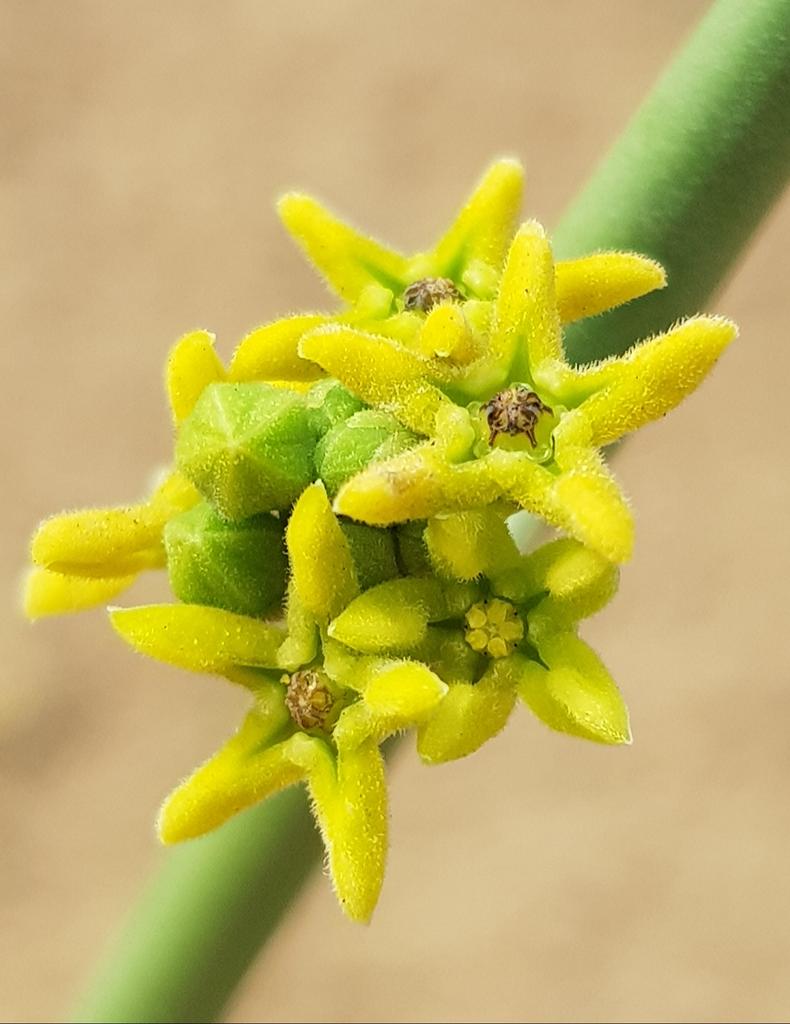 SharjahBotanic1's tweet photo. Leptadenia pyrotechnica (Asclepiadaceae) after the rains in Sharjah. https://t.co/pIiD1ruNnH