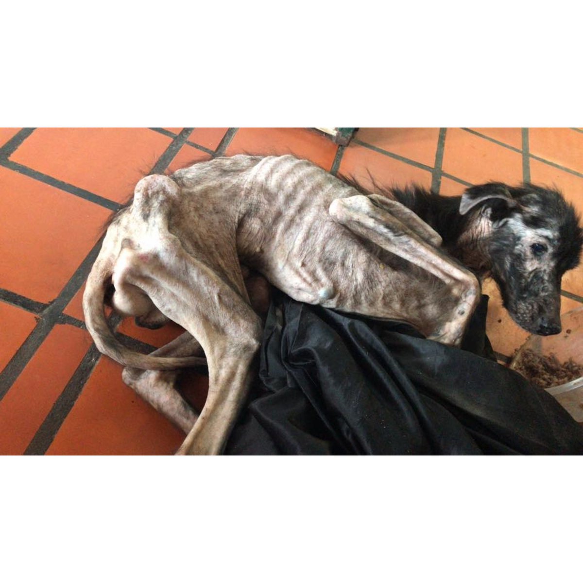 lamotoneta's tweet photo. ⚠️IMÁGENES SENSIBLES⚠️ Esto es la crueldad. Esto es el MALTRATO ANIMAL. Gracias a la chica q lo vio detrás de San Patricio y a la otra chica q la ayudó a llevarlo a Zooluciones. Por estas cosas también quiero romper todo. @NicoDucote PILAR VERGÜENZA. ZOONOSIS AUSENTE SIEMPRE https://t.co/eionHRoBxM