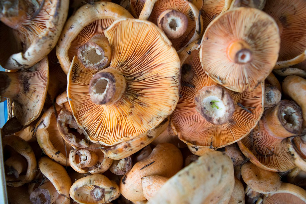 Mercatdissabte's tweet photo. Què són els bolets? D’un gran interés culinari i farmacèutic, el bolets  són fongs que es reprodueixen per espores. Aquestes viatgen gràcies al  vent i, quan cauen al terra, germinen i creixen nous bolets https://t.co/CC1IqjnUcz #mercatdeldissabte #bolets #sitgesanytime https://t.co/8Y0AAm78hj