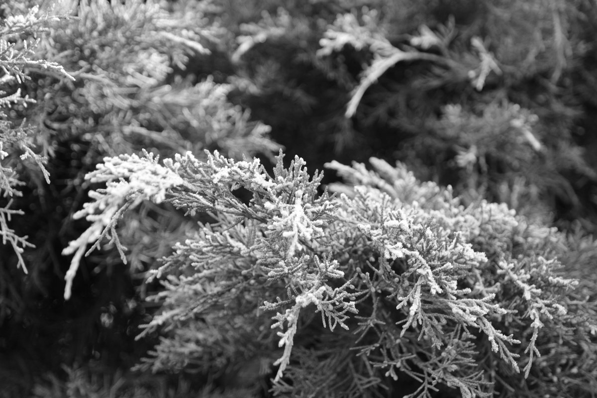 AntoninKopecky's tweet photo. Day 6/7 of the #blackandwhitechallenge , #sevendayssevenpictures, #SevenDaysBW , #mylifeinblackandwhite 
Nominated by @MonChlumska 
7 Days , 7 Pictures , No People , No Text
Today I nominate  @Anskuli71  Anna-Leena Honkimaa https://t.co/H94NsaThuk